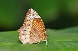 Photo d'un papillon posé sur une feille. Ses ailes sont brunes claires.