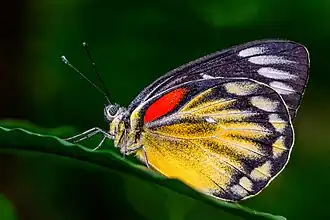 Description de cette image, également commentée ci-après