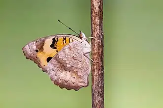 Photo d'un Junonia hierta posé le long d'une tige.