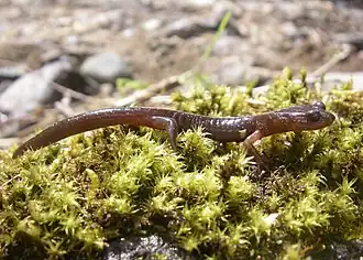 Description de l'image Clouded salamander calf creek miles odfw (4427770612).jpg.