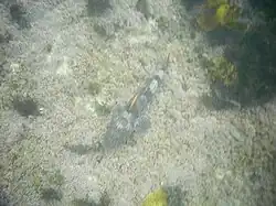 Latropiscis purpurissatus.