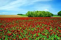 Champ couvert de petites fleurs rouges