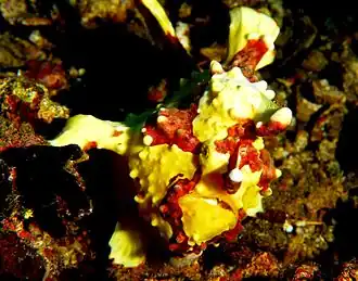 Description de l'image Clown frogfish.jpg.