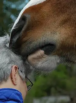 Détail sur le bout de nez et taille comparée avec une tête humaine