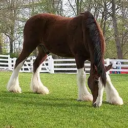 Un Clydesdale, cheval hypermétrique (1,70&nbsp;m en moyenne)