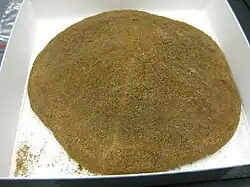 Clypeaster australasiae