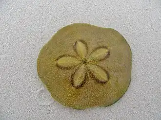 Un oursin plat ou « dollar des sables » (Clypeaster humilis)