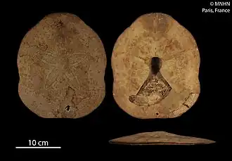 Clypeaster latissimus