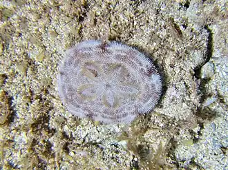 Clypeaster reticulatus