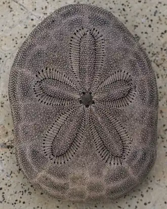 Clypeaster reticulatus