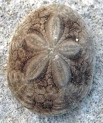 Test de Clypeaster rosaceus aux Bahamas.