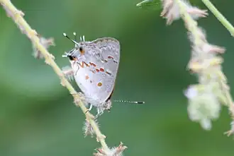 Description de cette image, également commentée ci-après