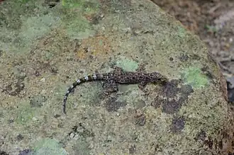 Description de l'image Cnemaspis bidongensis (10.3897-zookeys.985.54737) Figure 6.jpg.