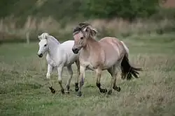 Photo d'un poney isabelle à crinière bariolée de crins noirs et clairs, son poulain à la robe claire à ses côtés.