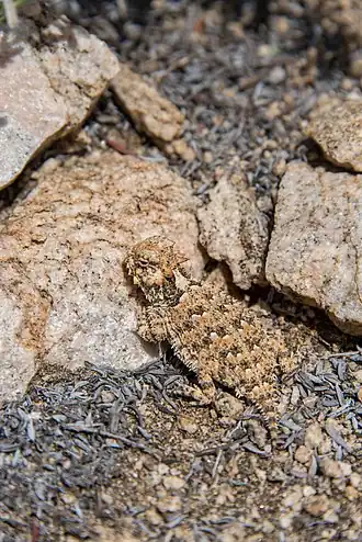 Description de l'image Coast Horned Lizard (Phrynosoma blainvillii)) (16458493078).jpg.