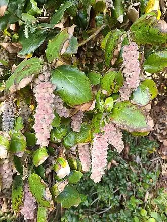 Description de l'image Coast Silk Tassel (Garrya elliptica), Redwoods NP, Del Norte, California 1.jpg.
