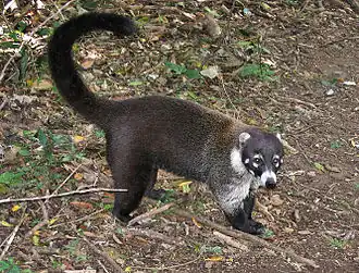 Coati à nez blanc (Nasua narica).