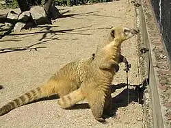 Coati roux
