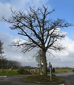 Cobrieux L'arbre de la liberté, lieu‐dit Le Mazet