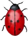 Coccinella (messagerie instantanée)