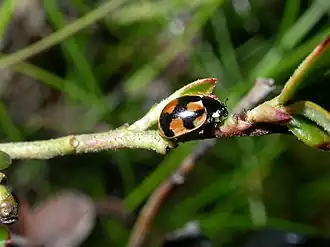 Description de l'image Coccinella hieroglyphica (2129064503).jpg.