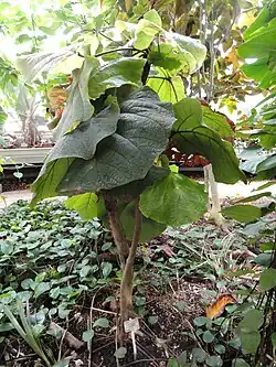 Coccoloba pubescens, originaire des Caraïbes