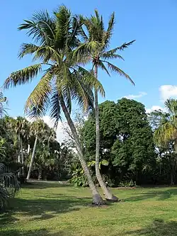 Vue d'un paysage de verdure, au centre deux cocotiers