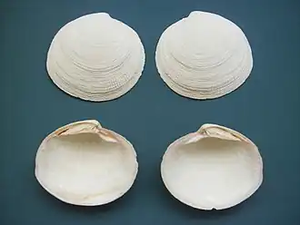 Codakia orbicularis (Lucinida)