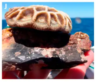 Description de l'image Coelastrea aspera.png.