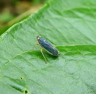 Description de cette image, également commentée ci-après