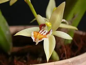 Description de l'image Coelogyne lentiginosa.jpg.