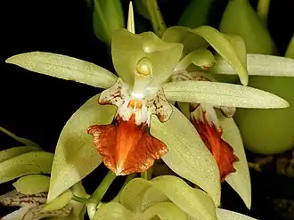 Description de l'image Coelogyne vanoverberghii Orchi 031.jpg.