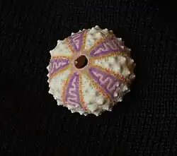 Coelopleurus exquisitus