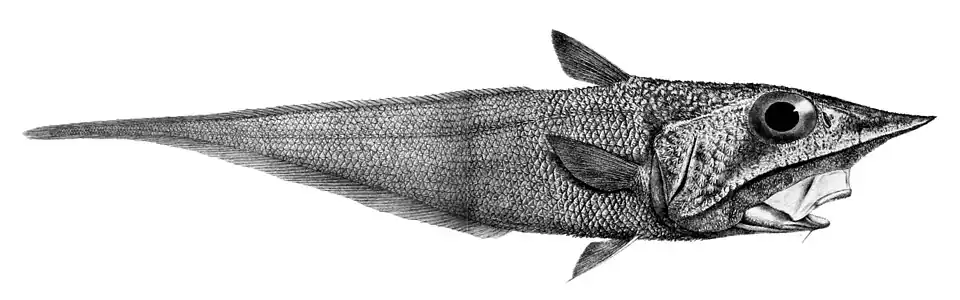Coelorinchus parallelus