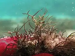 Coelothrix irregularis (Champiaceae).