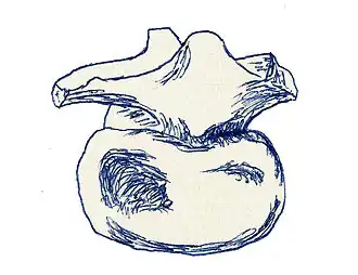 Description de l'image Coeluroides largus.jpg.