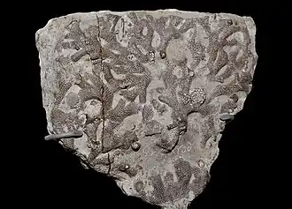 Description de cette image, également commentée ci-après