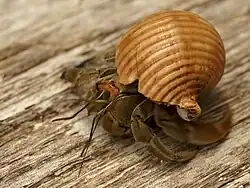 Coenobita compressus