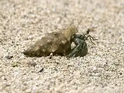 Bernard-l'ermite terrestre ou Cénobite stridulant (Coenobita rugosus)