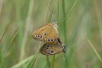 Accouplement de Fadets des laîches.