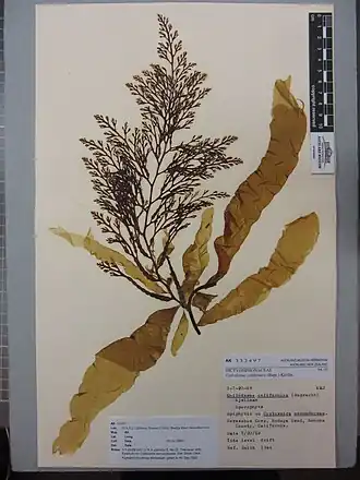 Description de l'image Coilodesme californica (Rupr.) Kjellm. (AM AK332497-2).jpg.