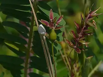 Description de cette image, également commentée ci-après