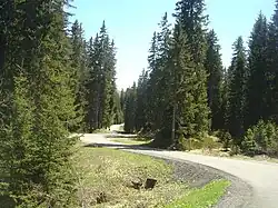 Portion facile entre la forêt de la réserve naturelle de la Tourbière des Saisies-Val d'Arly et celle de Covetan.