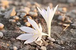 Colchicum Persicum