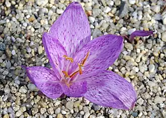 Colchicum variegatum