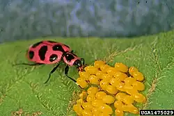 Coccinnelle maculée se nourrissant d'œufs de doryphore