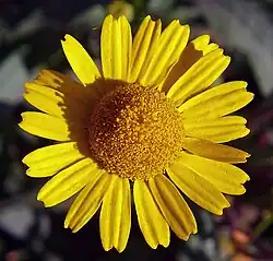 Coleostephus myconis