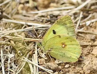 Description de l'image Colias alphacariensis01.jpg.