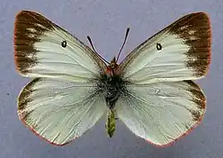 Colias palaeno, ♀