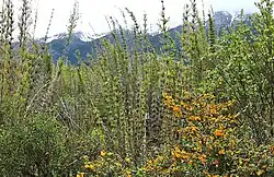 Sous-bois de canne colihue (Chusquea culeou)